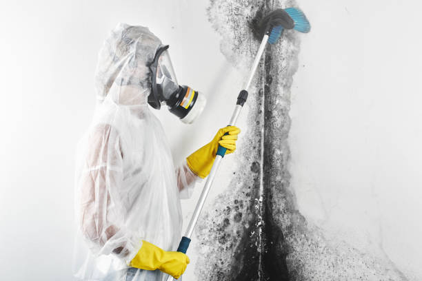 Best Comprehensive Air Testing for Mold Contaminants  in Miami Beach, FL