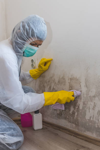 Best HVAC Mold Inspection and Cleaning  in Miami Beach, FL